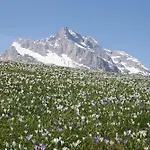 Diffuso In Di Sopra ساوريس